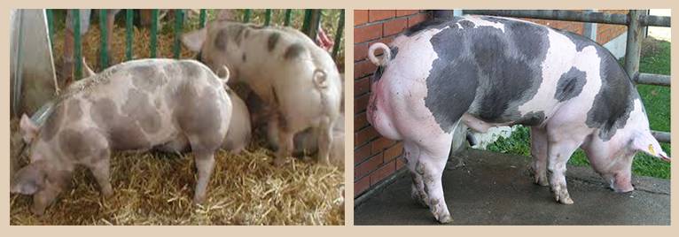 Порода свиней пьетрен: описание и характеристика, условия содержания и разведение