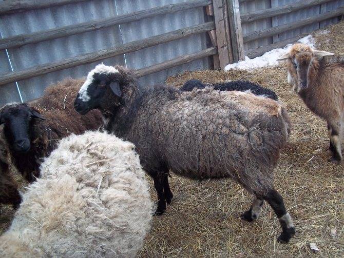 Овца — узнайте все о содержании овец, особенности условий содержания, рацион питания и главные характеристики овец как домашнего питомца!