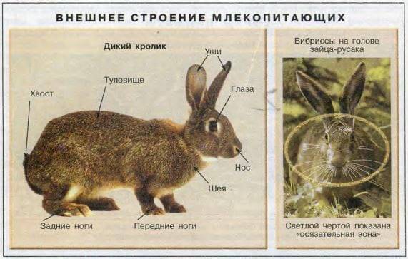 Чем заяц отличается от кролика? гибрид зайца и кролика. миф или реальность? | stena.ee