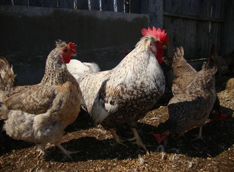 Легбар: описание породы кур, фото и характеристика петухов, где осуществляется продажа цыплят в россии?