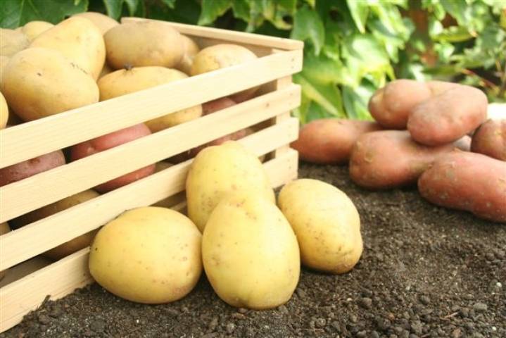 От эффективных дедовских методов хранения картофеля до современного подхода