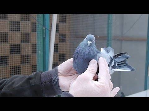 Николаевские высоколетные голуби: фото, описание и содержание