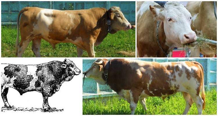 Черно-пестрая порода коров: [описание породы, фото, уход, преимущества и недостатки]