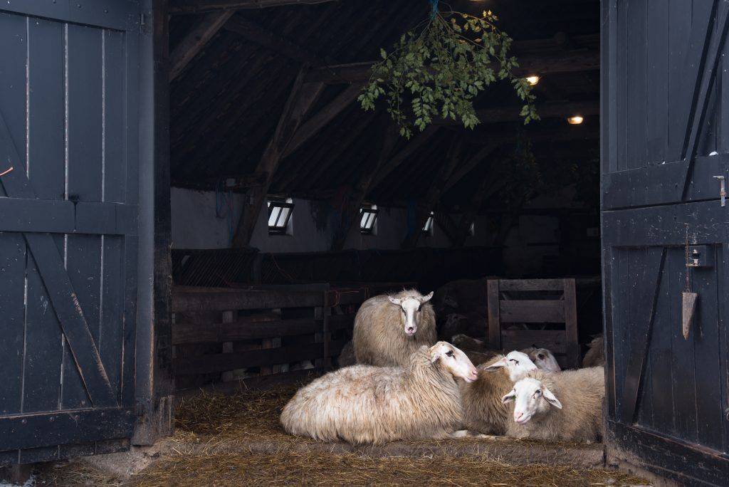 Сарай для овец: выбор материала, пошаговая инструкция строительства, обустройство помещения