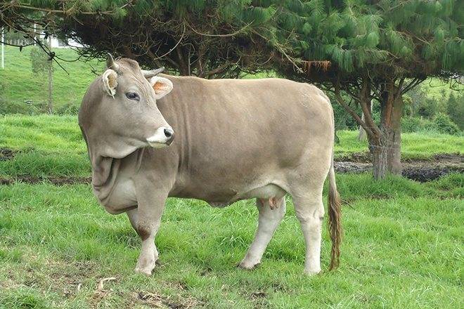Какие породы коров в швейцарии самые популярные?