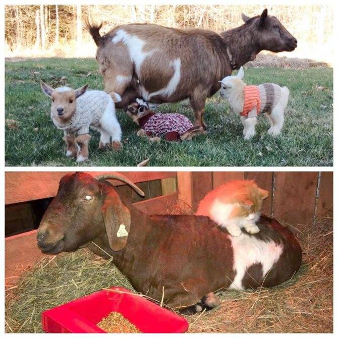 Все про беременность и окот коз: уход до и после окота