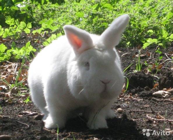 Новозеландские кролики: белый (нзб) и красный, описание