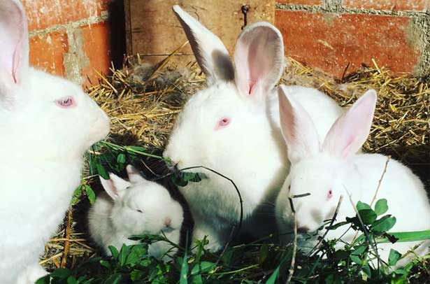 Можно ли кроликам люцерну: польза растения и нормы кормления