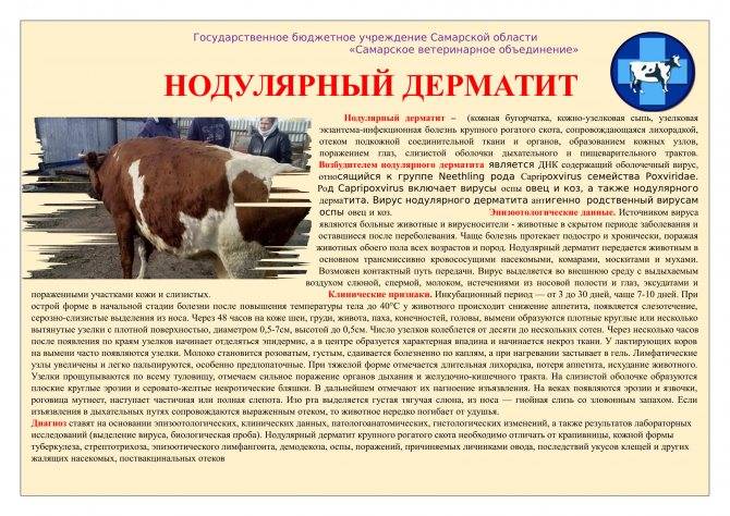 Бруцеллез крупного рогатого скота, диагностика, специфическая профилактика