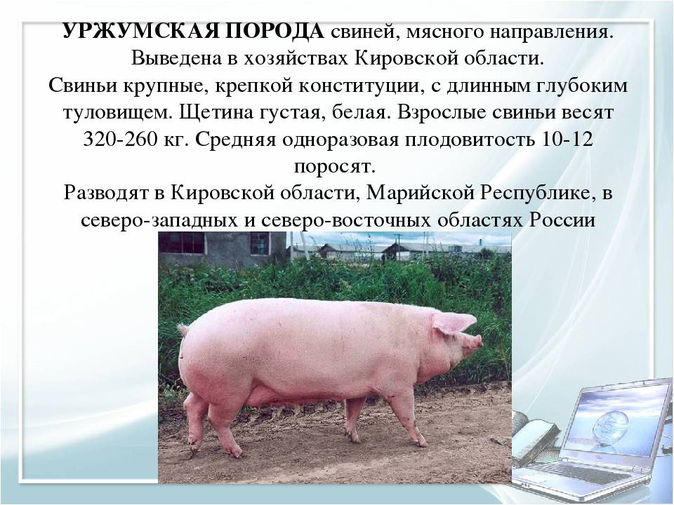 Описание крупной белой породы свиней
