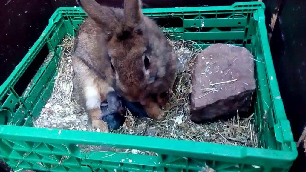 Почему декоративный кролик чихает и как лечить насморк у грызунов