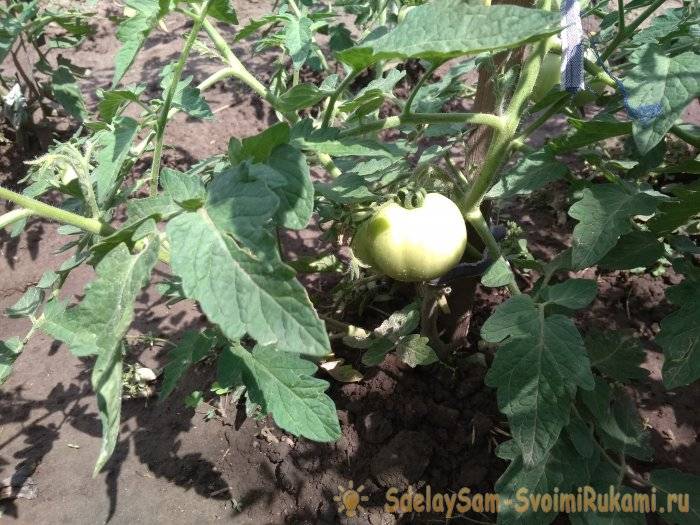 Как и чем подкормить помидоры в июле 2021, особенности внесения удобрений
