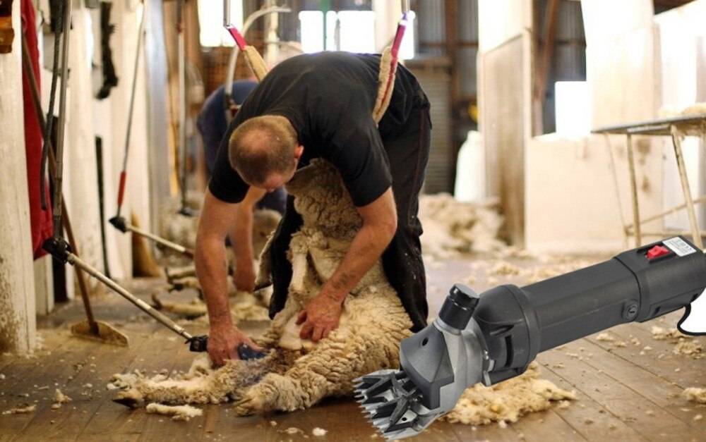 Как остричь овцу (с иллюстрациями) - wikihow