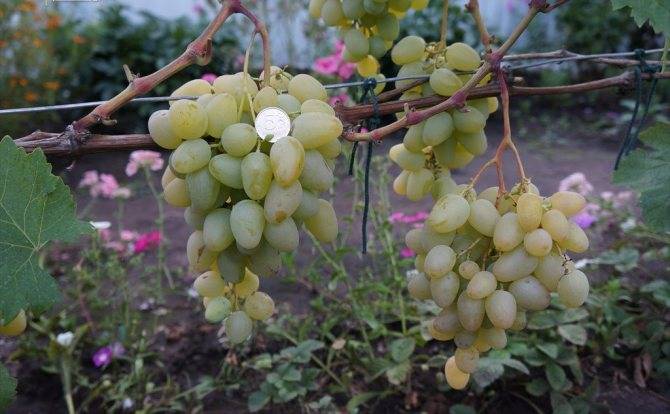 Виноград монарх: описание и основные характеристики сорта, отзывы садоводов + правила посадки и выращивания