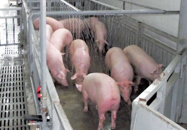 Свиноводство: разведение свиней в домашних условиях для начинающих