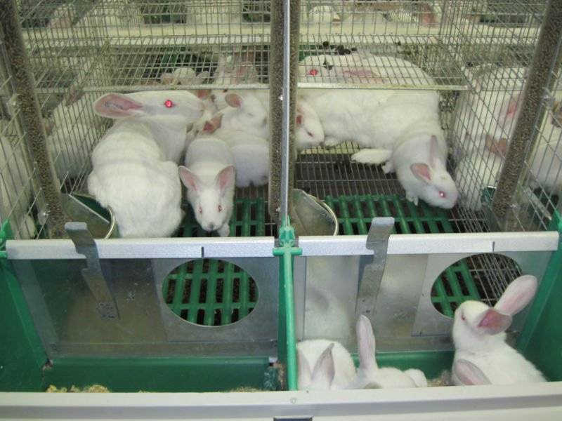 Бизнес-план по разведению кроликов - советы успешных фермеров