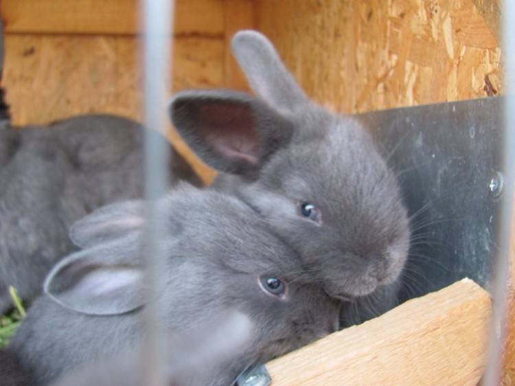 Порода кроликов венский голубой: внешний вид, разведение и уход