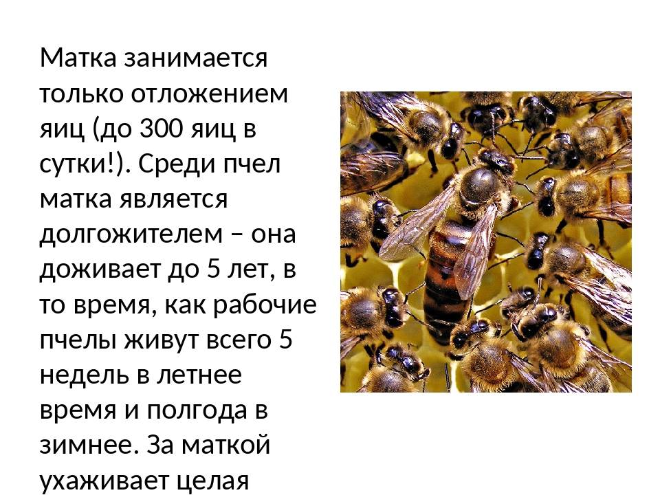 Подсадка матки в улей. способы и практические советы | пчелохозяйство кавказянка