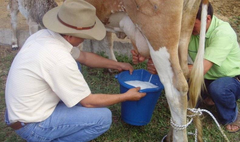 Первичное производство молока | dairy processing handbook