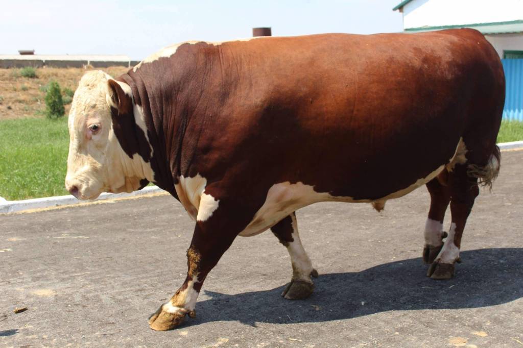 Содержание коров породы Герефорд и их характеристики