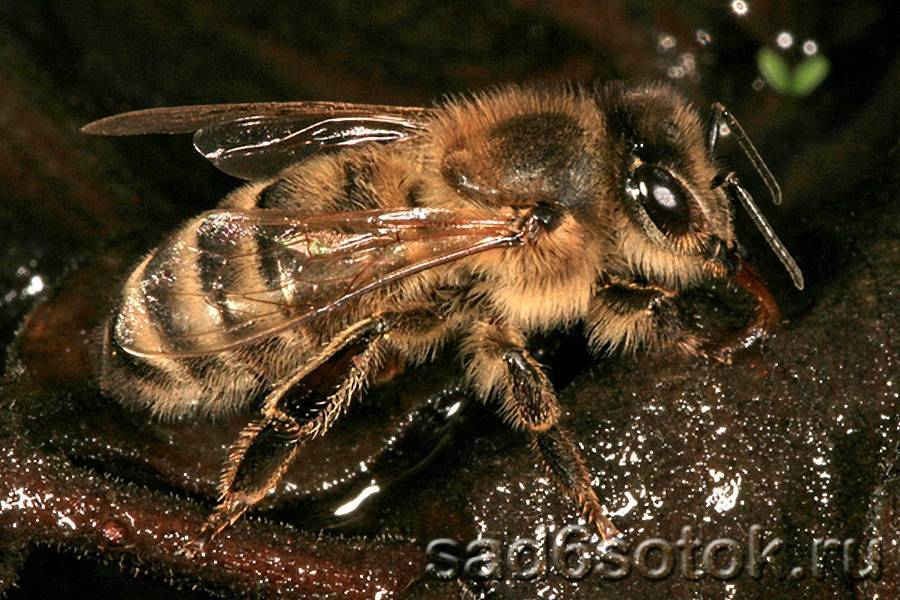 Карпатка и среднерусская породы пчел