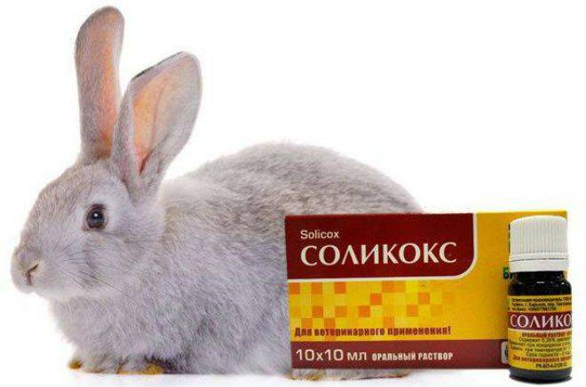 Как использовать препарат соликокс для кроликов: инструкция по применению
