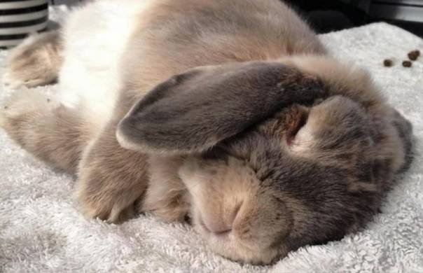 Как спят кролики: с открытыми глазами или закрытыми, особенности и продолжительность