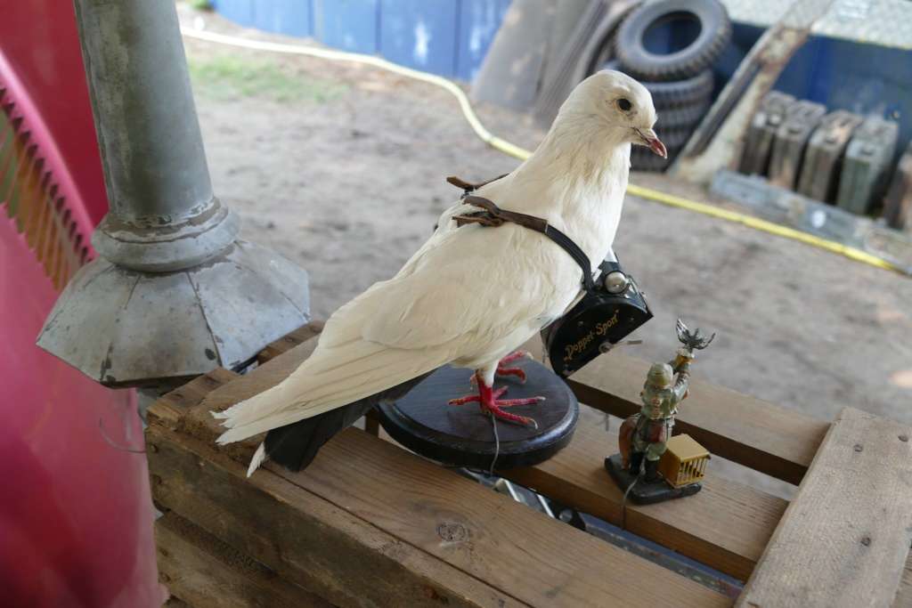 Почтовые голуби: фото, как определяют куда лететь