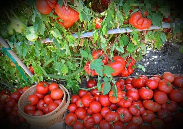 Чем подкормить помидоры: увеличиваем урожаи вдвое