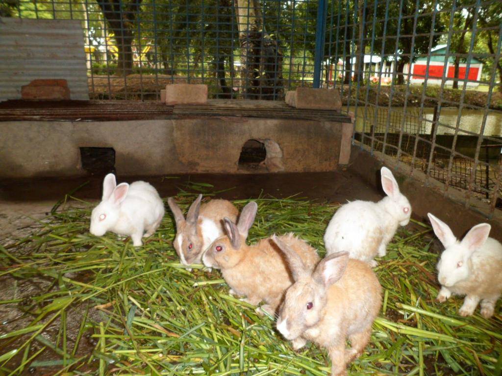 Как разводить и содержать кроликов в домашних условиях
