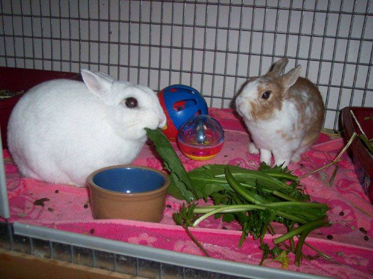 Что едят декоративные кролики и чем их кормить