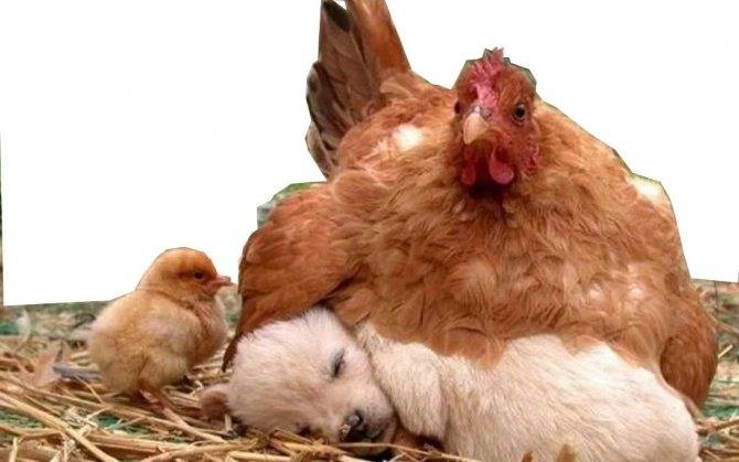 Как петух оплодотворяет курицу: особенности размножения домашней птицы