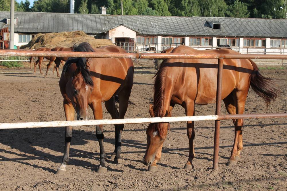 Разведение лошадей: план выращивания породистых лошадей