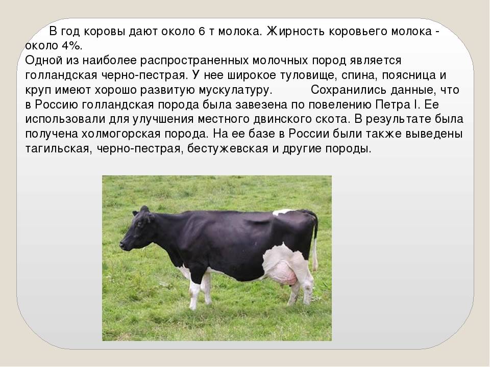 Жирность молока у коровы: определение, способы ее повышения - omvesti.com