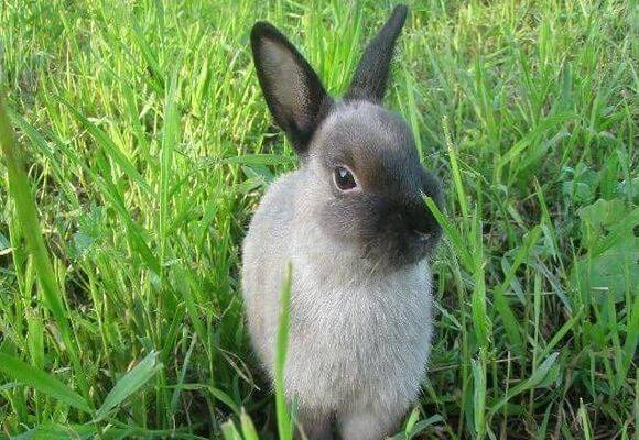 Можно ли кроликам давать полынь и в каком количестве