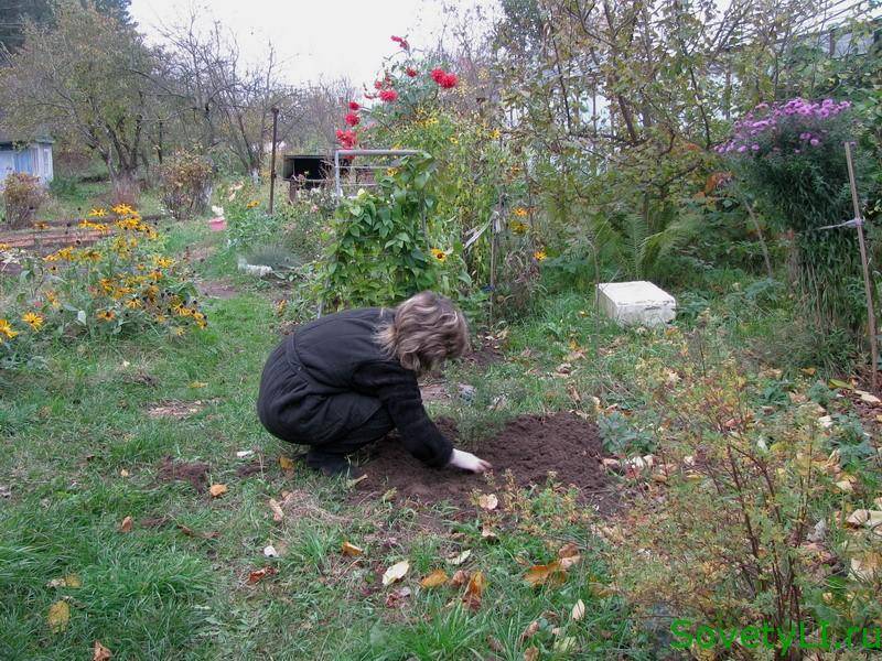 Садовые работы в октябре на даче и в огороде - секреты