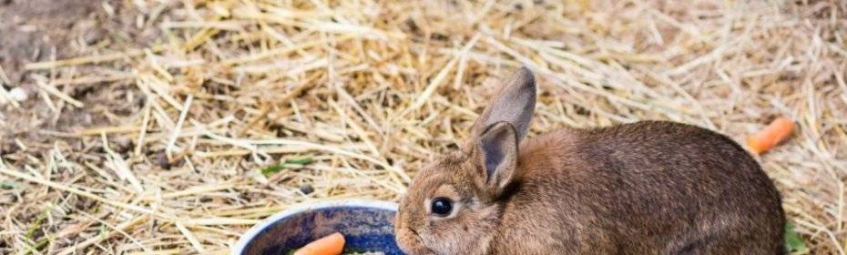 Можно ли кроликам давать пшеницу: рассмотрим в общих чертах