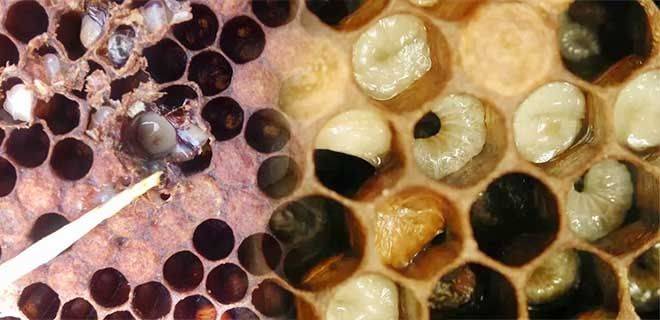 Гнилец у пчел: причины и способы лечения