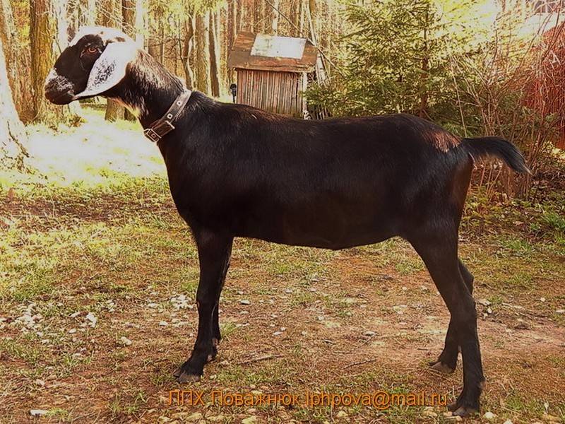 ᐉ нубийские козы: описание породы,содержание и уход - zooon.ru