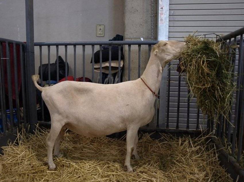 Ламанчи – уникальная порода коз