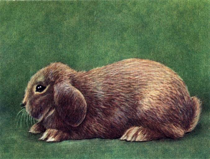 Кролик французский баран: фото, описание породы, разведение и содержание в домашних условиях