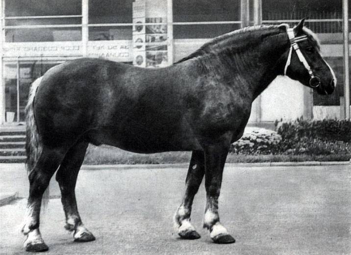 Русский тяжеловоз: описание породы лошадей, экстерьер, история