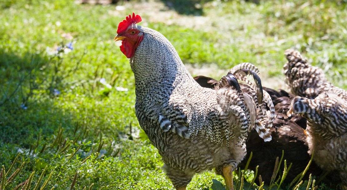 Описание породы кур плимутрок полосатый — содержание и уход, болезни, фото куриц