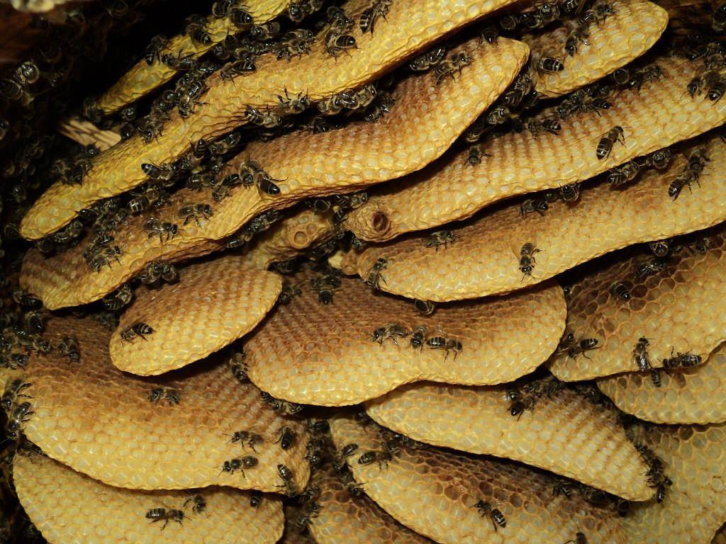 О бортевом меде: что это такое, мед диких пчел и его полезные свойства