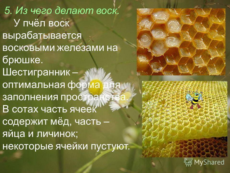 Как пчелы делают мед, время медосбора, сколько меда собирает пчела, видео – med-pochtoi.ru