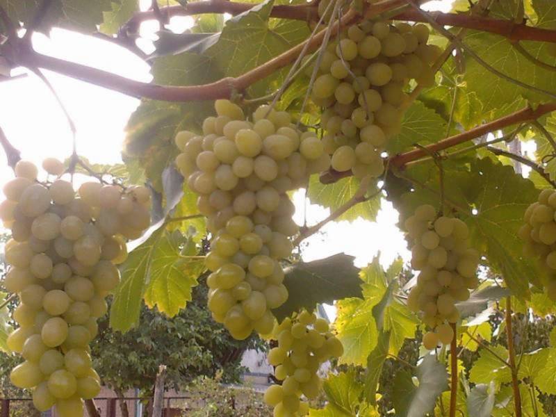 Виноград августин: описание сорта, урожайность, отзывы, фото