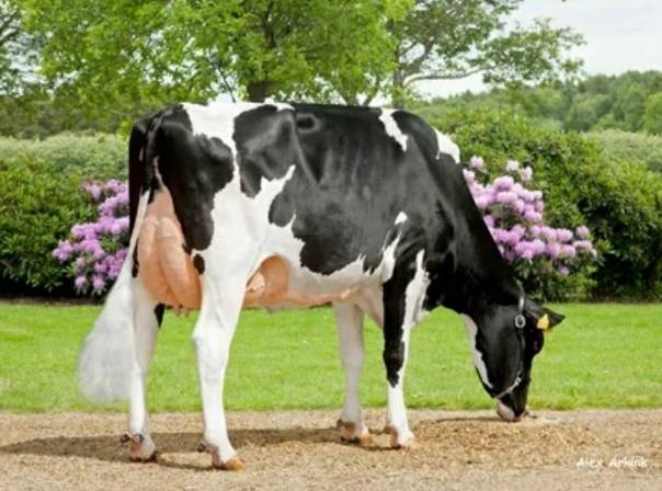 Голштино-фризская порода коров – характеристика и содержание