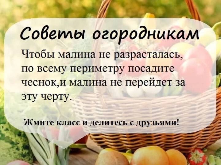 10 самых важных дел в октябре в саду и огороде / октябрь / 2021 год / журнал calend.ru