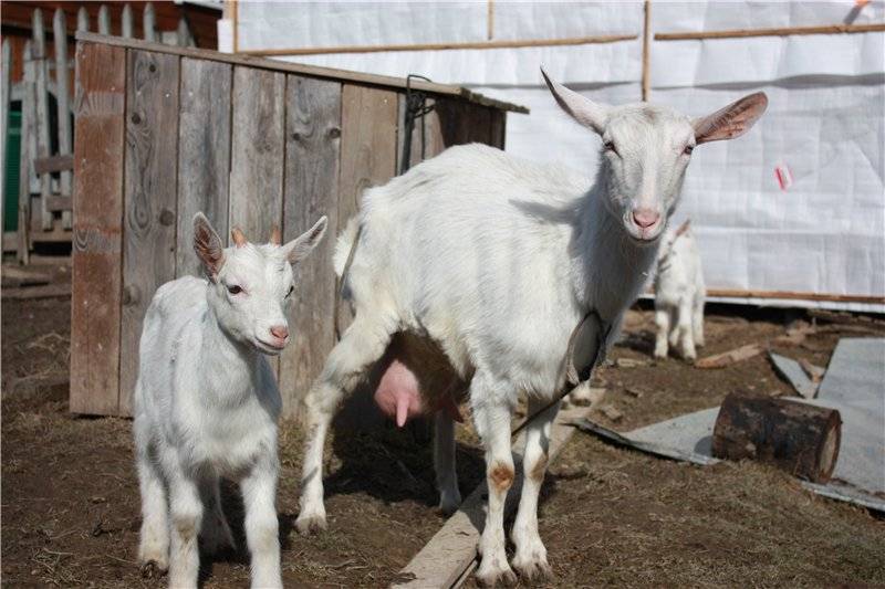 Зааненская порода коз – белоснежный молочный рекордсмен. описание, содержание, размножение