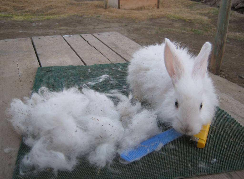Причины облысения кроликов